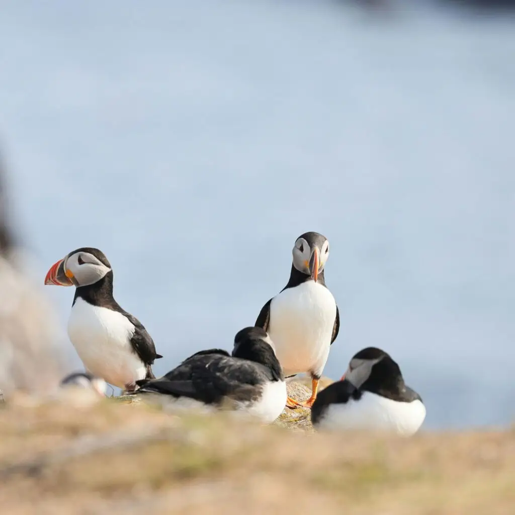 a group of puffins sleeping while two are standing