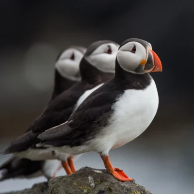 Three Puffins standing in a line on a rock