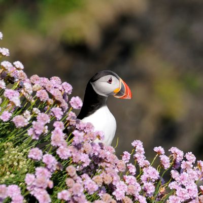 Puffin surrounded by pink flowers