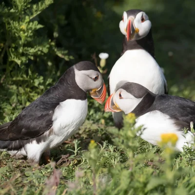 Three puffins in a grass patch